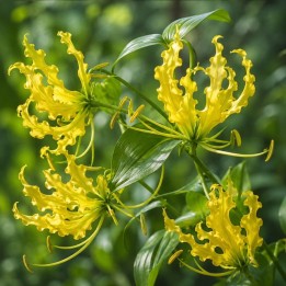 Yellow Gloriosa - Seeds